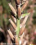 Oenothera biennis